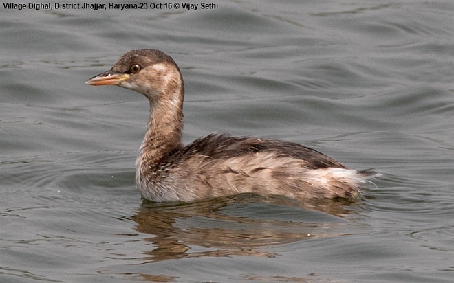 Little Grebe - ML378146591