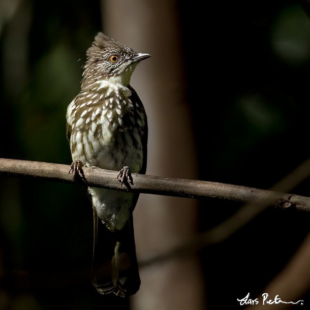 Cream-striped Bulbul - Lars Petersson | My World of Bird Photography