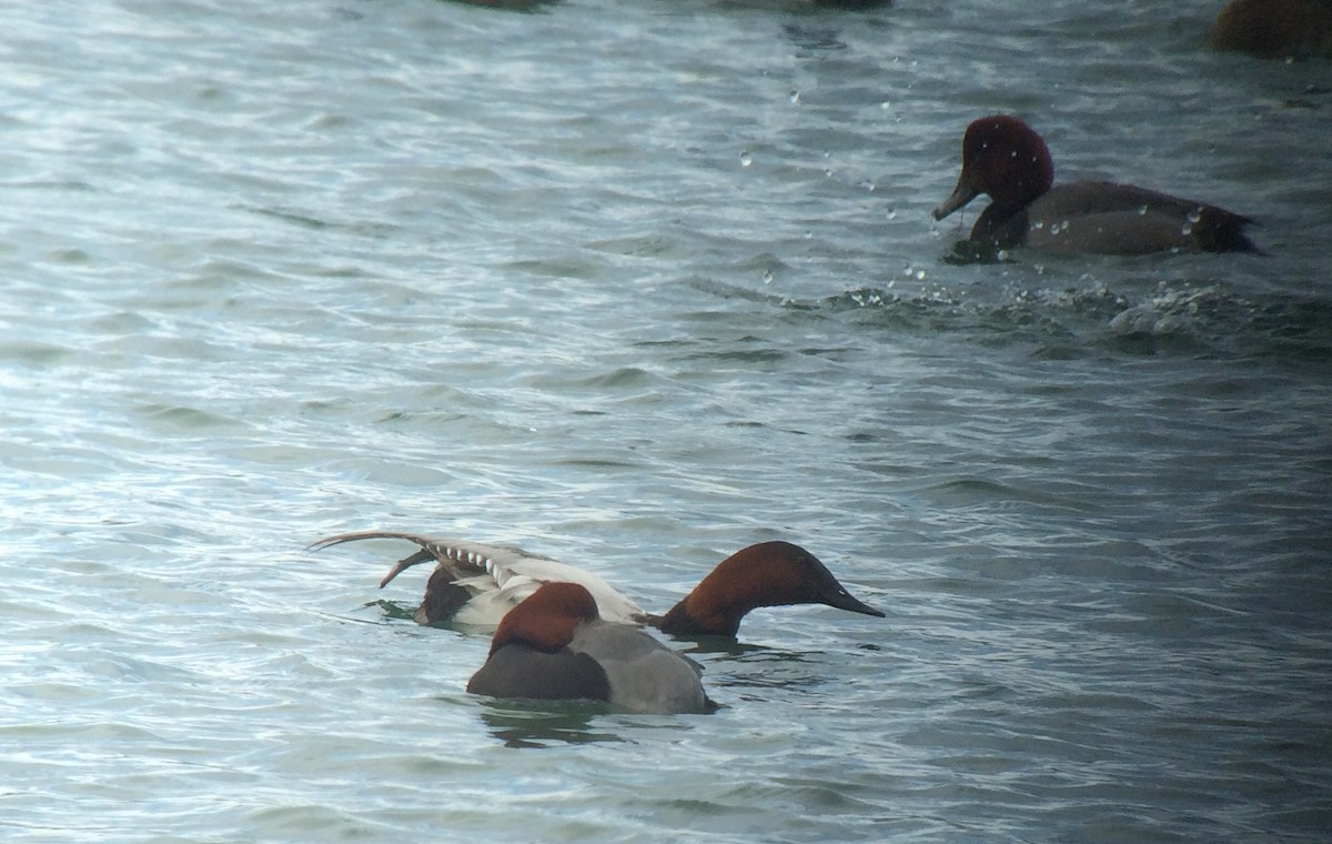 Canvasback - ML37814691