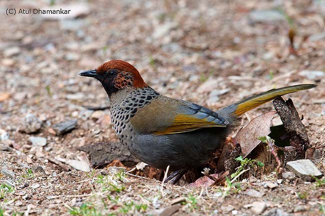 Chestnut-crowned Laughingthrush - ML378147121