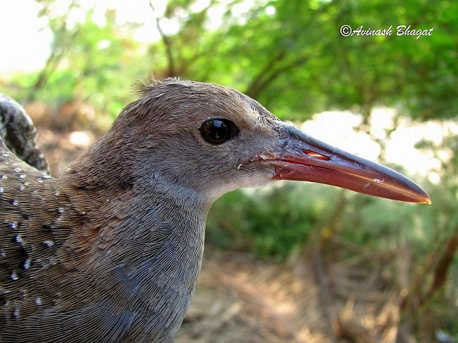 Slaty-breasted Rail - ML378147271