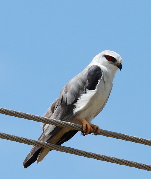 Black-winged Kite (Asian) - ML378147671