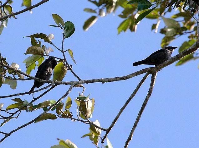 Tanimbar Starling - Mehd Halaouate