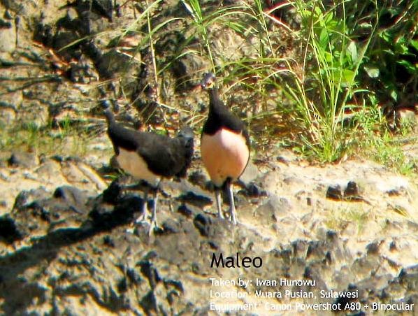 Maleo - ML378148531