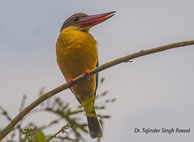 Stork-billed Kingfisher - Dr Tejinder Singh Rawal