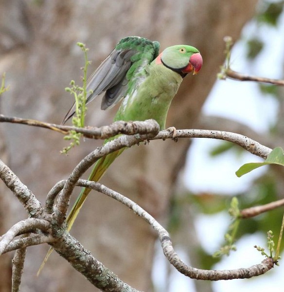 Alexandrine Parakeet - ML378150671