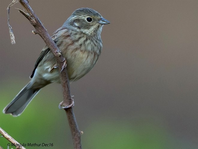 White-capped Bunting - Manjula Mathur