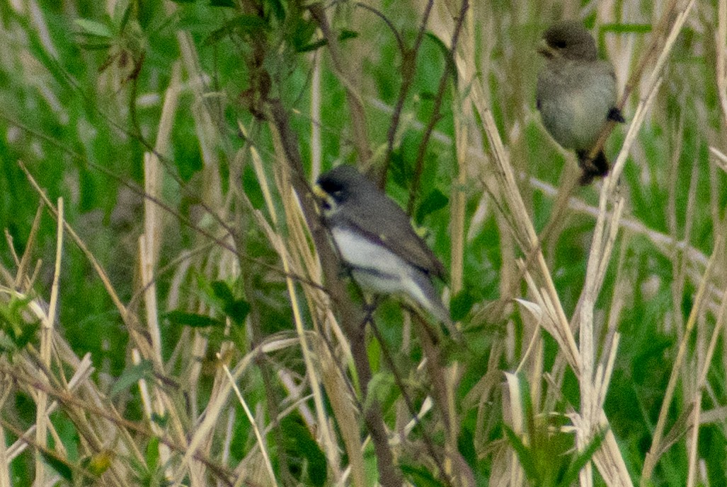 Double-collared Seedeater - Leandro Bareiro Guiñazú