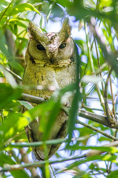 scops-owl sp. - ML378152371