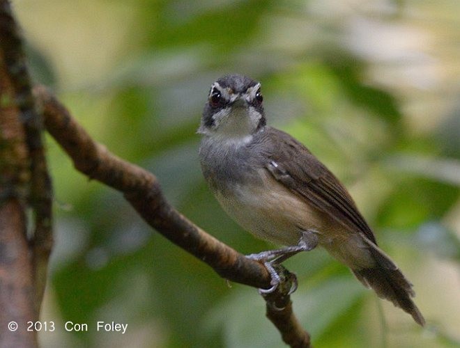 Gray-breasted Babbler - ML378152751