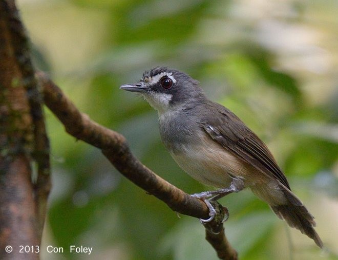 Gray-breasted Babbler - ML378152761