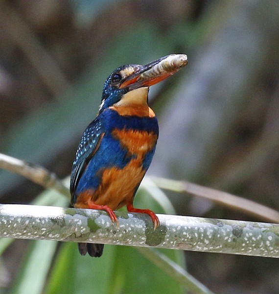 Martin-pêcheur à poitrine bleue (cyanopectus) - ML378152871