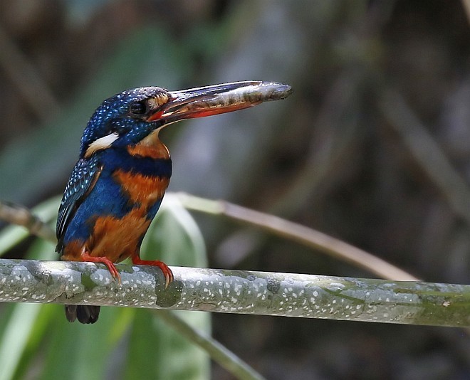 Martin-pêcheur à poitrine bleue (cyanopectus) - ML378152891