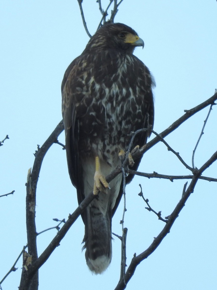 Harris's Hawk - ML37815321