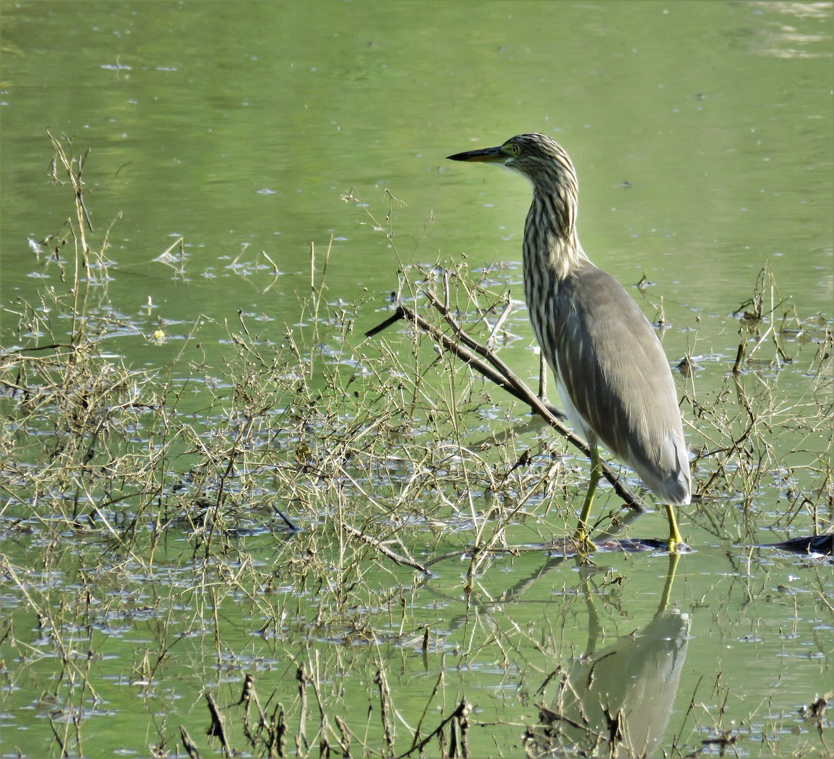 Indian Pond-Heron - Santharam V
