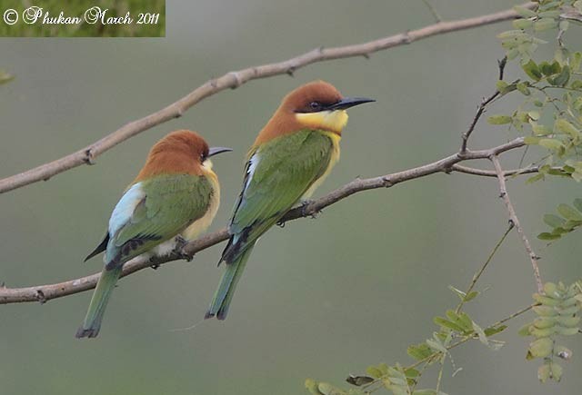 Chestnut-headed Bee-eater - Raj Phukan