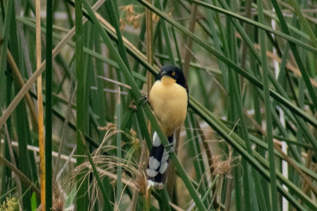 Black-capped Donacobius - ML378153391