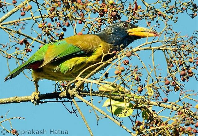 Büyük Barbet - ML378153921