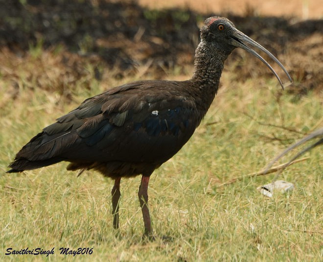 Red-naped Ibis - ML378154061