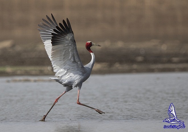 Sarus Crane - ML378154091