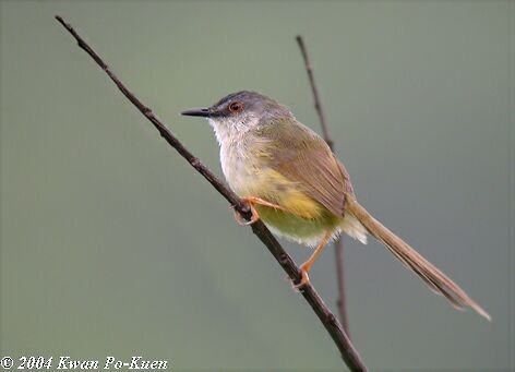 Yellow-bellied Prinia (Chinese) - ML378154151