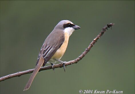 Brown Shrike (Philippine) - ML378154161
