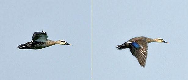 Eastern Spot-billed Duck - ML378154381