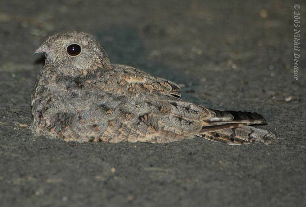 Savanna Nightjar - ML378154671