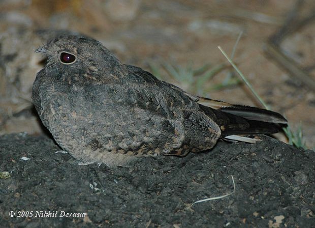 Savanna Nightjar - ML378154681