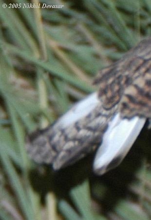 Savanna Nightjar - ML378154701