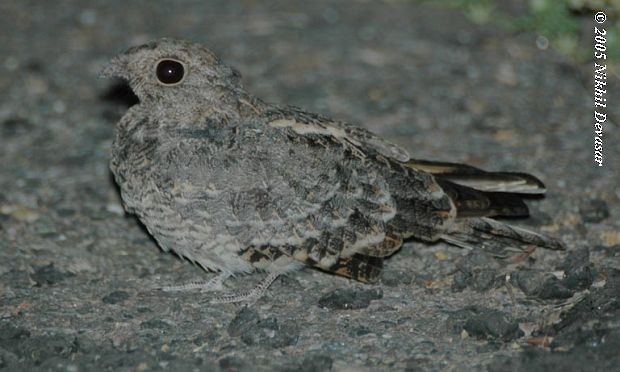 Savanna Nightjar - ML378154771