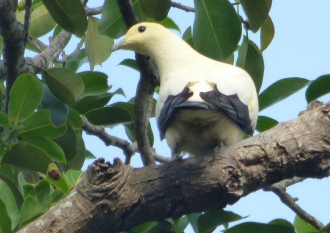 Pied Imperial-Pigeon - ML378154791