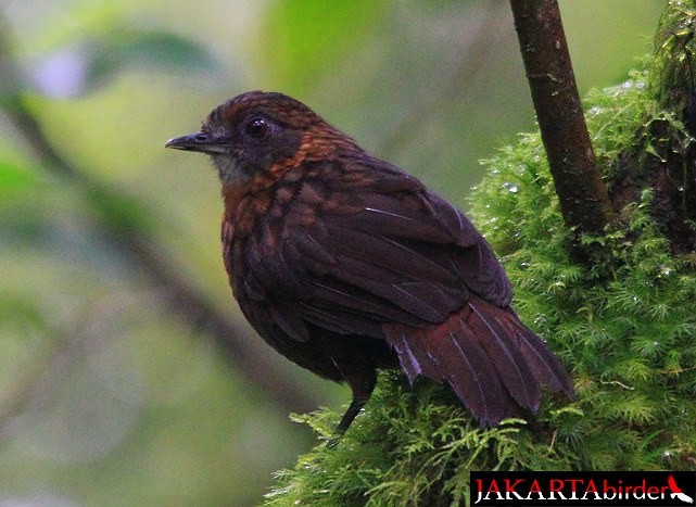 Rusty-breasted Wren-Babbler - Boas Emmanuel