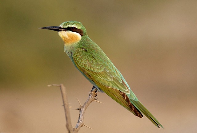 Blue-cheeked Bee-eater - ML378155901