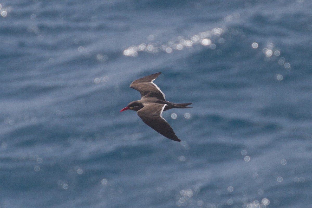 Inca Tern - ML378156221