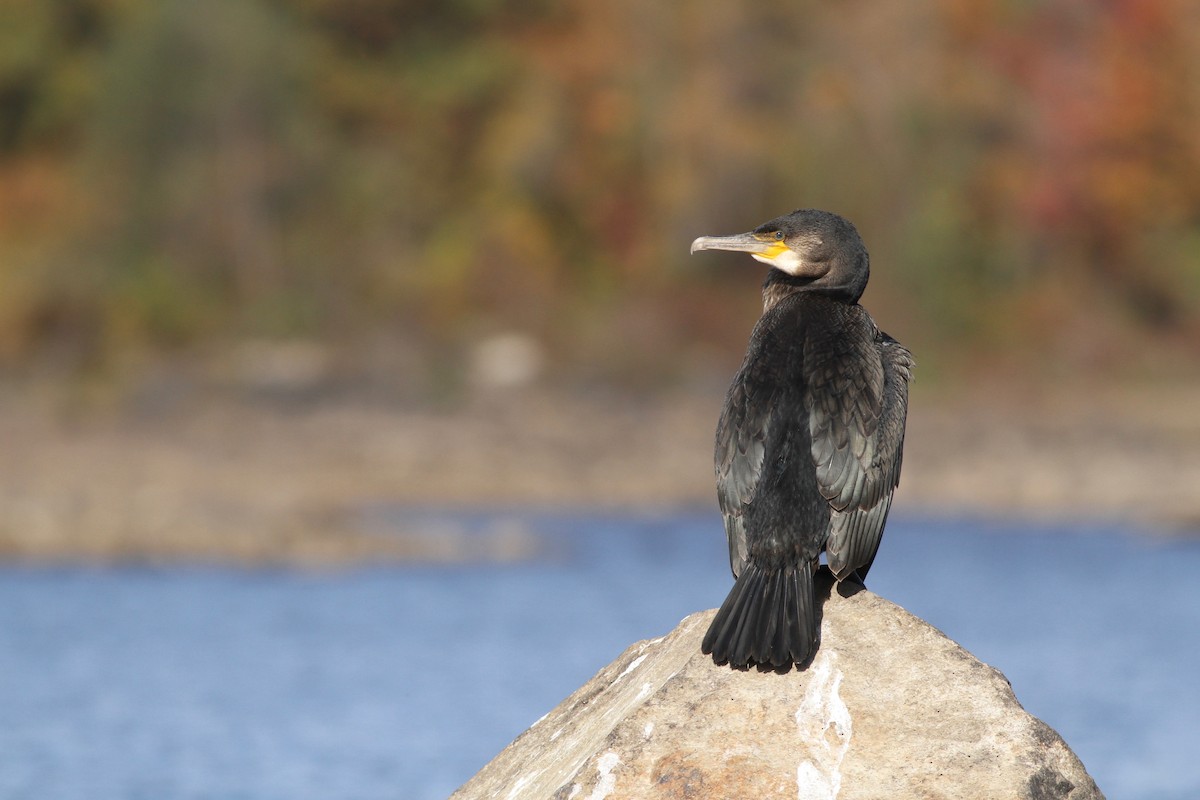Great Cormorant - Evan Lipton