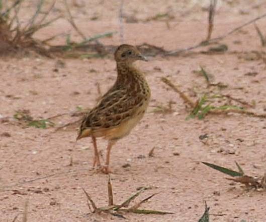 Small Buttonquail - ML378156731