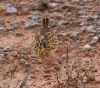 Small Buttonquail - ML378156771