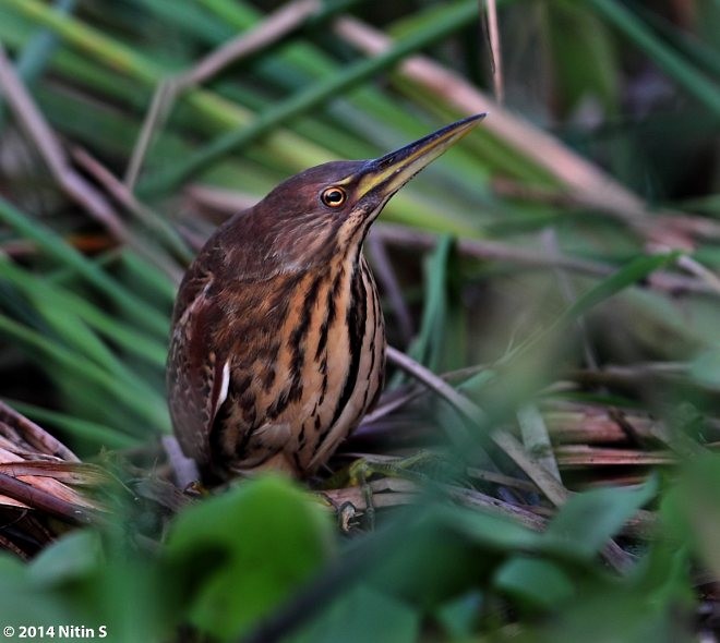 Cinnamon Bittern - Nitin Srinivasa Murthy