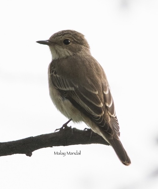 Spotted Flycatcher (Spotted) - ML378157011