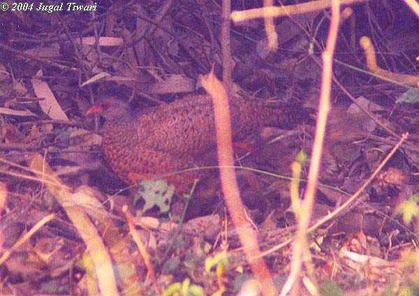 Red Spurfowl - ML378157141