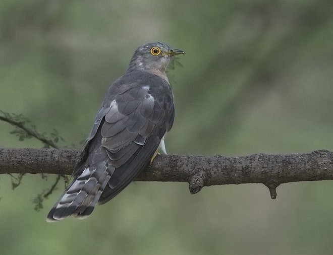 Common Hawk-Cuckoo - ML378158101