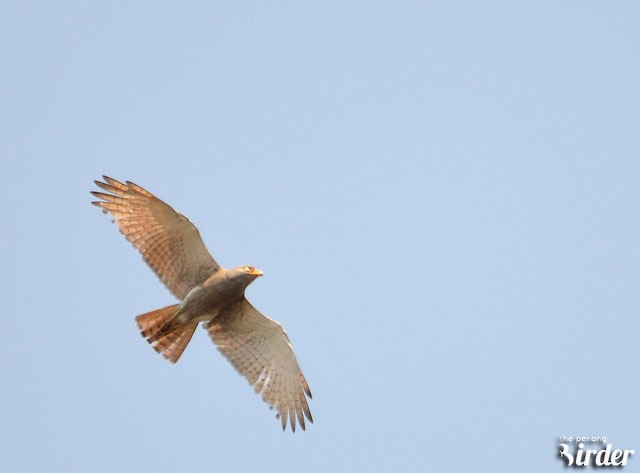 Rufous-winged Buzzard - ML378158301