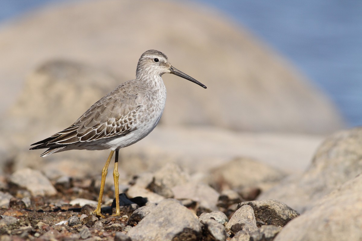 Stilt Sandpiper - Evan Lipton