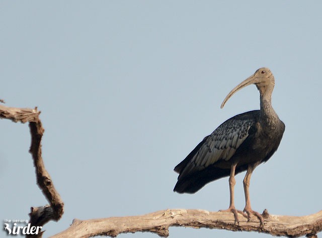 Riesenibis - ML378158341