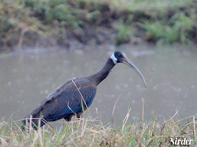 blånakkeibis - ML378158361