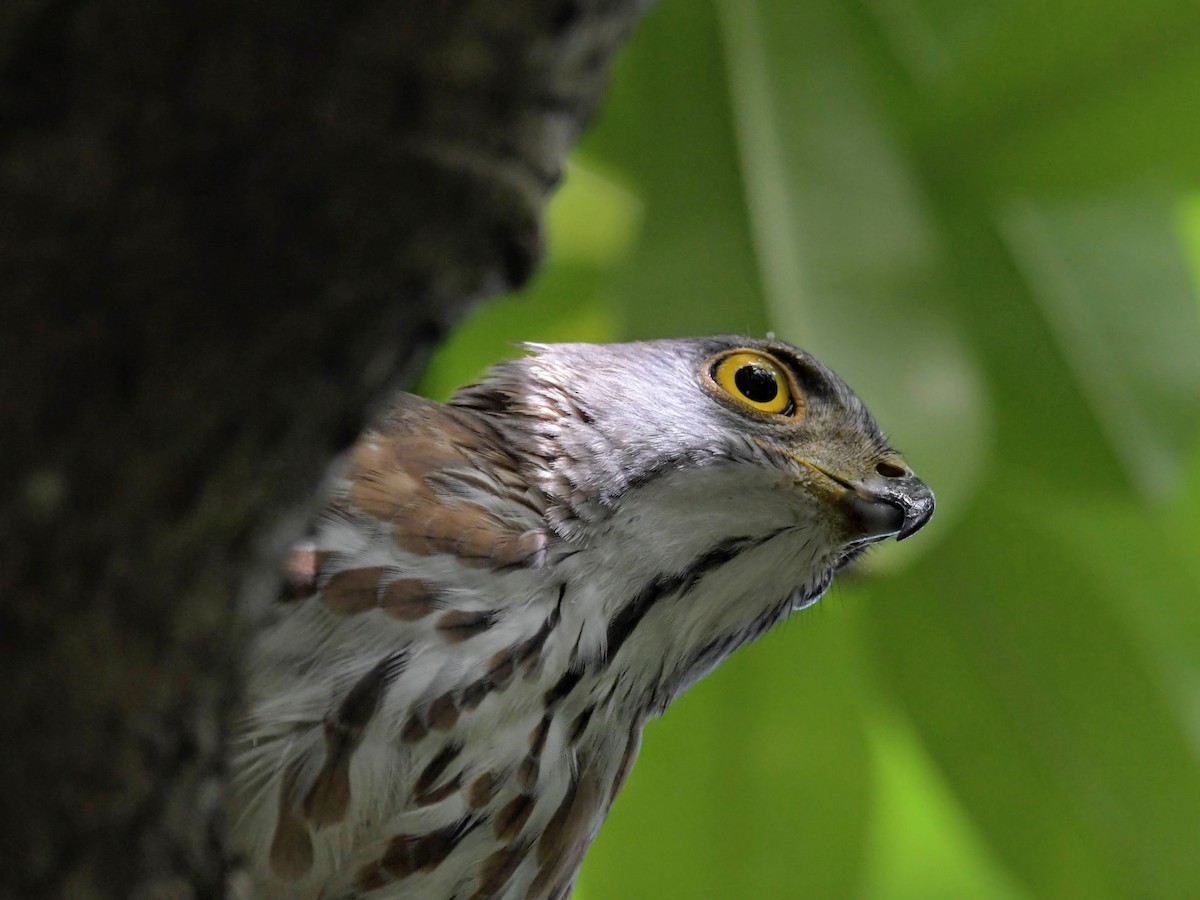 Crested Goshawk - ML378158381