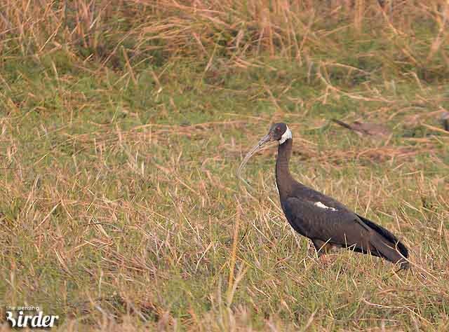 White-shouldered Ibis - ML378158401