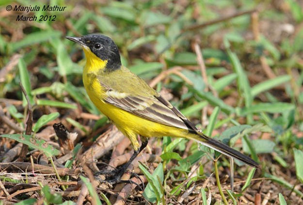 Western Yellow Wagtail (feldegg) - ML378158481