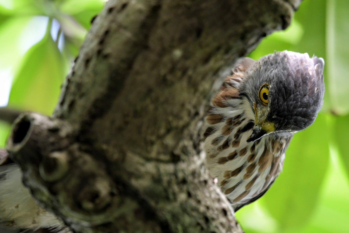 Crested Goshawk - ML378158501